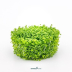 Dennerle Hemianthus callitrichoides 'Cuba' In-Vitro Cup