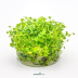 Dennerle Hydrocotyle tripartita ´Mini´ In-Vitro Cup