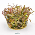 Dennerle Hygrophila lancea 'Araguaia' In-Vitro Cup