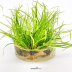 Dennerle Juncus repens In-Vitro Cup