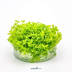 Dennerle Micranthemum tweediei In-Vitro Cup