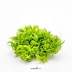 Dennerle Pogostemon deccanensis In-Vitro Cup
