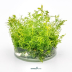 Dennerle Proserpinaca palustris In-Vitro Cup