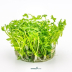 Dennerle Ranunculus inundatus In-Vitro Cup