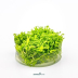 Dennerle Riccia fluitans In-Vitro Cup