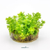 Dennerle Rotala indica 'Bonsai' In-Vitro Cup