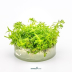 Dennerle Rotala sp. ´Wayanad´ In-Vitro Cup