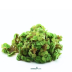 Dennerle Salvinia minima In-Vitro Cup