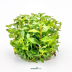 Dennerle Staurogyne repens In-Vitro Cup