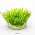 Dennerle Taxiphyllum alternans ´Taiwan´ In-Vitro Cup
