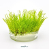 Dennerle Taxiphyllum sp. 'Flamme Moss' In-Vitro Cup