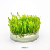 Dennerle Vesicularia ferriei 'Weeping Moss' In-Vitro Cup