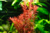 Dennerle Rotala rotundifolia 'Blood Red' In-Vitro Cup