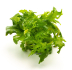 Dennerle Hygrophila difformis In-Vitro Cup