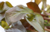 Dennerle Lysimachia Parvifolia 'Red' In-Vitro Cup