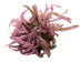 Dennerle Plants Hygrophila Lancea 'Chai' In-Vitro Cup