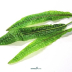 Dennerle Cryptocoryne usteriana In-Vitro Cup