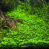 Dennerle Glossostigma elatinoides In-Vitro Cup