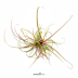 Dennerle Helanthium tenellum ´Red´ In-Vitro Cup