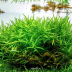 Dennerle Heteranthera zosterifolia In-Vitro Cup