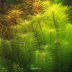 Dennerle Pogostemon deccanensis In-Vitro Cup