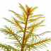 Dennerle Proserpinaca palustris In-Vitro Cup