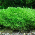 Dennerle Riccia fluitans In-Vitro Cup