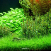 Dennerle Rotala indica 'Bonsai' In-Vitro Cup