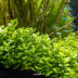 Dennerle Staurogyne repens In-Vitro Cup