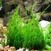 Dennerle Taxiphyllum sp. 'Flamme Moss' In-Vitro Cup