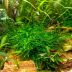 Dennerle Taxiphyllum sp. ´Giant´ In-Vitro Cup