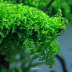 Dennerle Vesicularia ferriei 'Weeping Moss' In-Vitro Cup