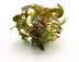 Dennerle Lysimachia Parvifolia 'Red' In-Vitro Cup