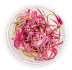 Dennerle Plants Hygrophila Lancea 'Chai' In-Vitro Cup