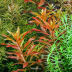 Dennerle Proserpinaca palustris In-Vitro Cup