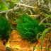 Dennerle Taxiphyllum sp. 'Flamme Moss' In-Vitro Cup