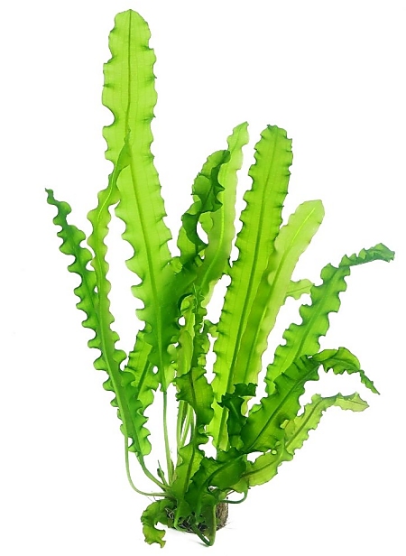 Dennerle Aponogeton longiplumulosus
