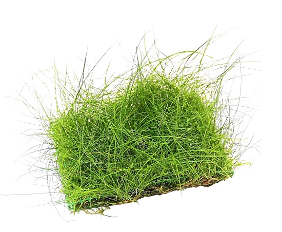 Dennerle Eleocharis acicularis Pad 9x9 cm