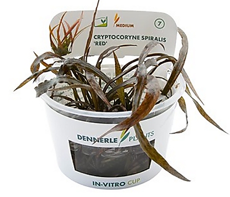 Dennerle Cryptocoryne Spiralis 'Red' In-Vitro Cup