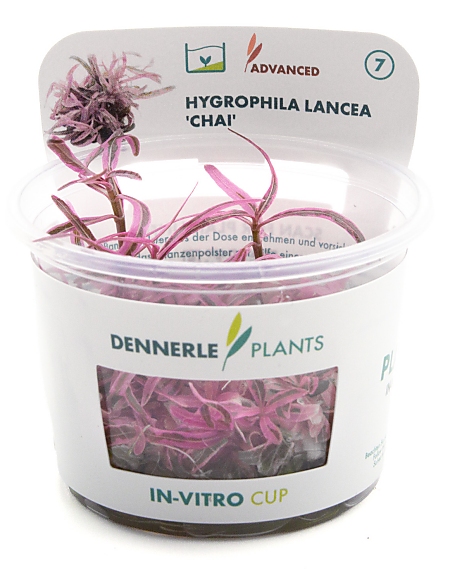 Dennerle Plants Hygrophila Lancea 'Chai' In-Vitro Cup Dennerle Plants Hygrophila Lancea 'Chai' In-Vitro Cup