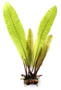 Dennerle Aponogeton boivinianus