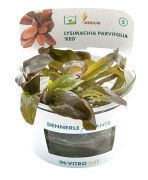 Dennerle Lysimachia Parvifolia 'Red' In-Vitro Cup
