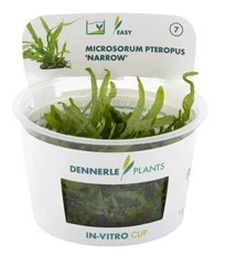 Dennerle Plants Microsorum pteropus Narrow