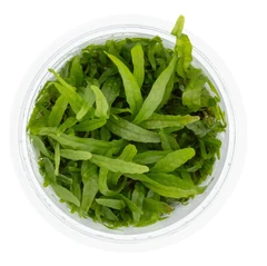 Dennerle Plants Microsorum pteropus Narrow